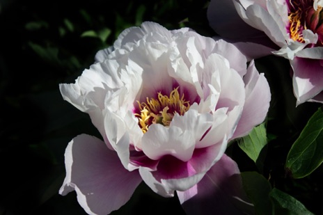 Peony - NHP49